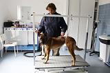 SECHAGE - MALINOIS 028